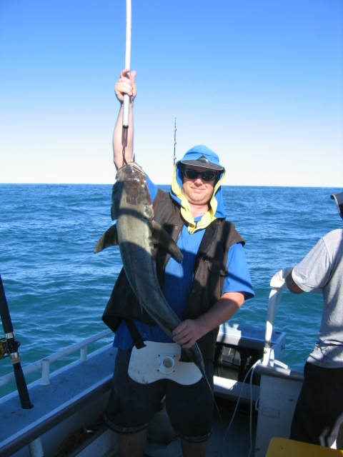 Exy cobia Exy cobia